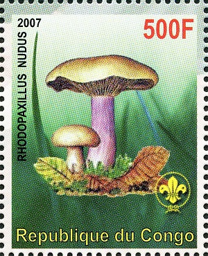 Congo 2007