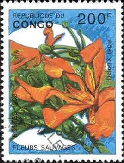 Congo 1993