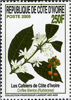 Ivory Coast 2005
