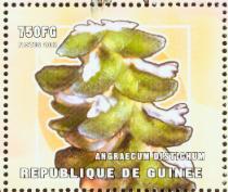 Guinea 2001