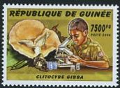 Guinea 2006