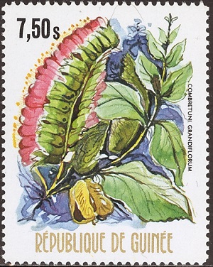 Гвинея - Guinea (С.grandiflorum - 1974)