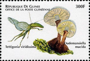 Guinea 1999