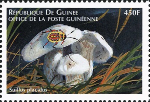 Guinea (1999)