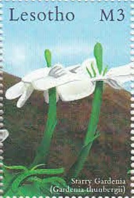 Lesotho 2000