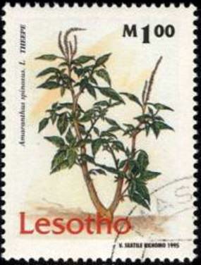 Lisotho 1995