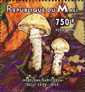 Mali 1996