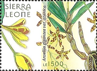 Sierra 2009
