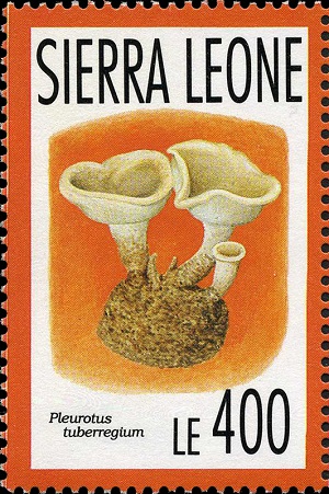 Sierra Leone  1993