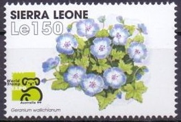 Sierra 1999
