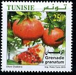 Tunisia 2010
