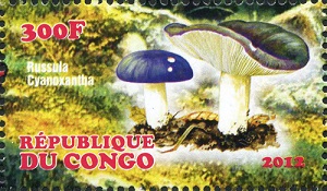 Congo 2012
