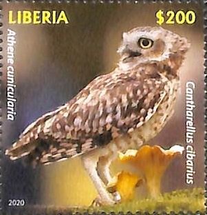 Liberia 2020