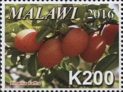Malawi 2016