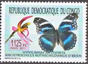DRC 2011