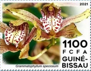 Guinea Bissau 2020