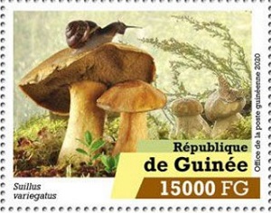 Guinea 2020