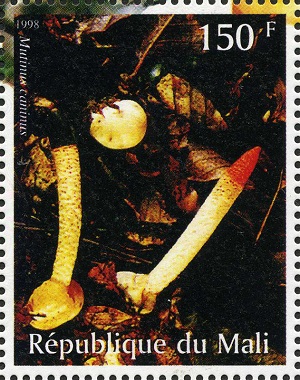 Mali 1998