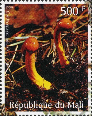 Mali 1998