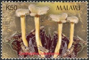 Malawi 2003