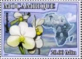 Mozambique 2007