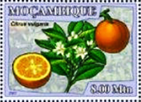 Mozambique 2007