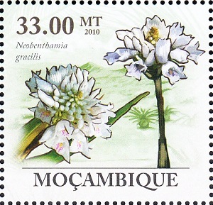 Mozambique 2010