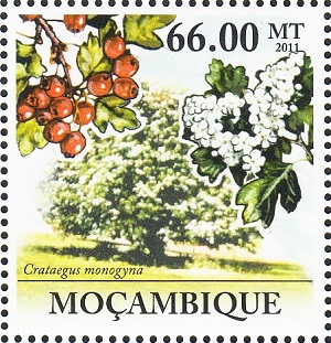Mozambique 2011
