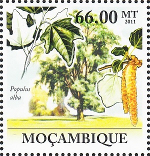 Mozambique 2011