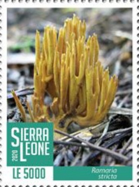 Сьерра-Леоне - Sierra Leone2020