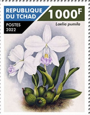 Чад - Chad (2022) 