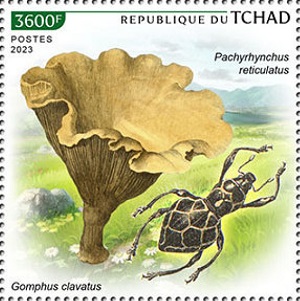 Чад - Chad 2023
