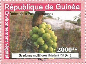 Гвинея - Guinea (2021)