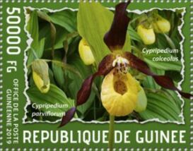 Гвинея - Guinea 2019