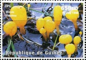 Гвинея - Guinea (1998)