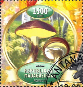 Мадагаскар - Madagascar (2022)