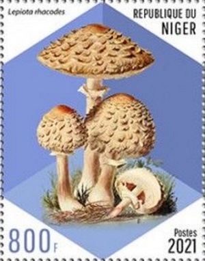 Нигер - Niger (2021)