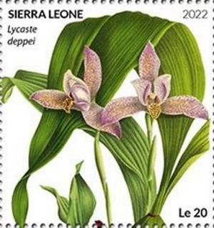 Сьерра-Леоне - Sierra Leone 2022