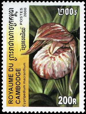Cambodia 2000