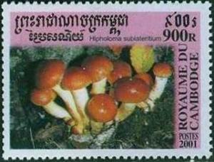 Cambodia 2001