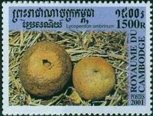 Cambadia 2001