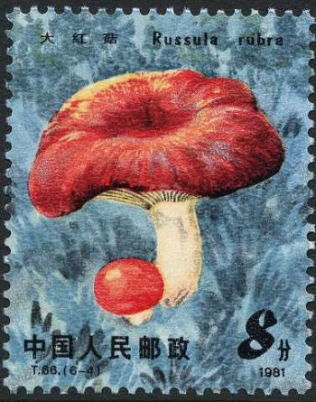 China 1981