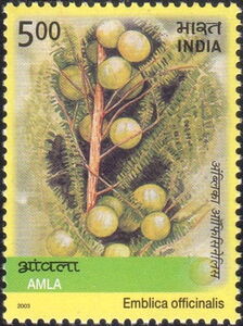 India 2003