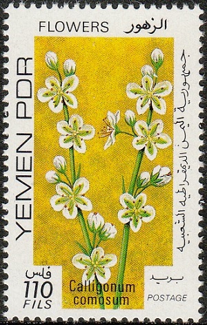 НДРЙ - South Yemen (1979)