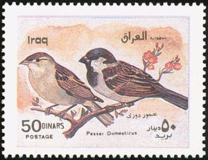 Iraq 2000