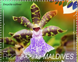 Мальдивская респ. - Maldives (Encyclia sp. - 2014)
