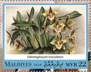 Maldives 2020