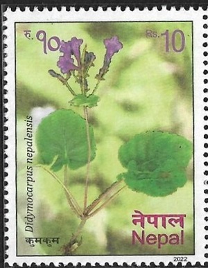 Непал - Nepal (D.nepalensis - 2022)