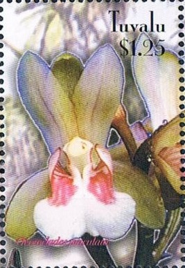 Порядок

Орхидные 

Orchidales 

Сем.

Орхидные - Orchid Family

Orchidaceae

Белиз - Belize (1997)

Лесото - Lesotho (1999)

Либерия - Liberia (2001)

Никарагуа - Nicaragua (2005)

Сент-Винсент - Saint Vincent (1990)

Сент-Винсент - Гренадины - Saint Vincent-Grenadines (2000) 

Танзания - Tanzania (1999)

Тувалу - Tuvalu (2003)





Тувалу - Tuvalu (2003)

