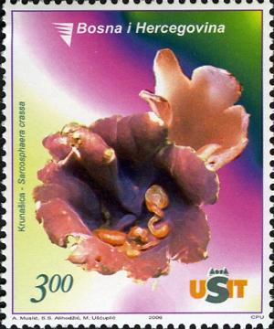 Bosnia 2006
